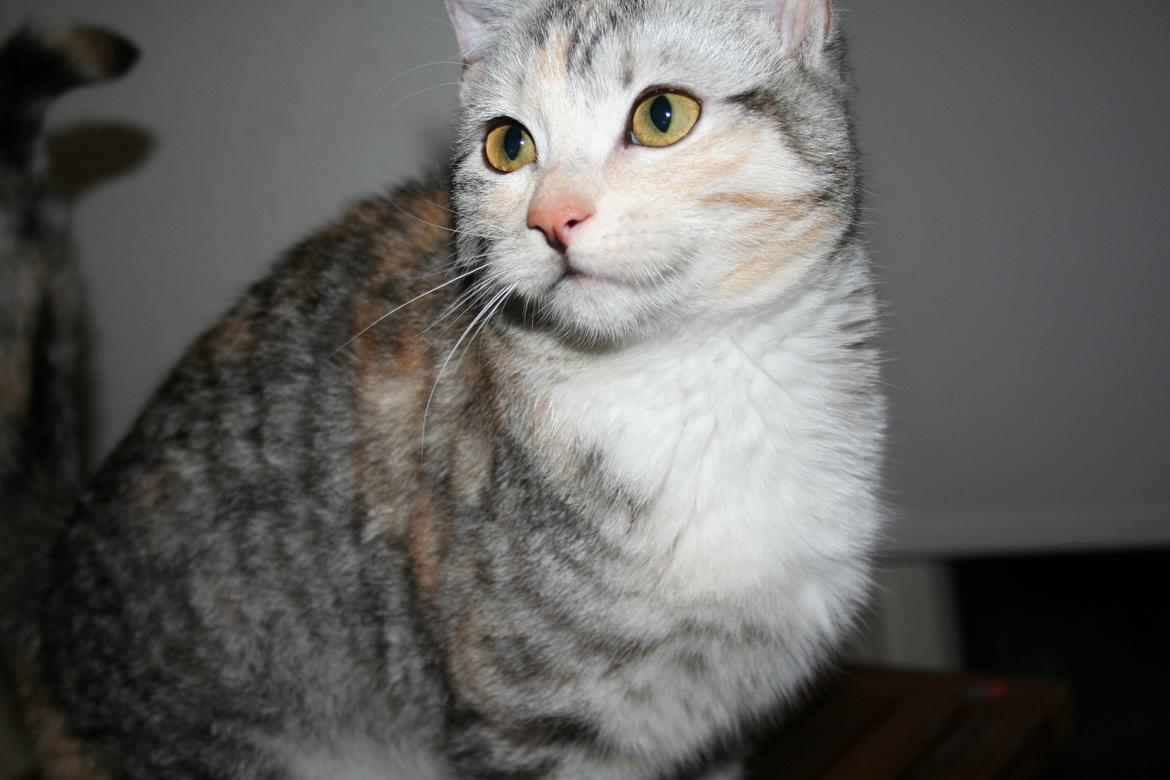 Huskat Silver billede 1