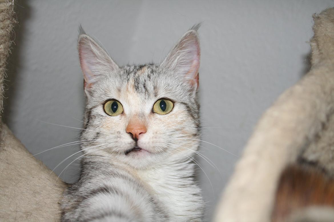 Huskat Silver billede 2