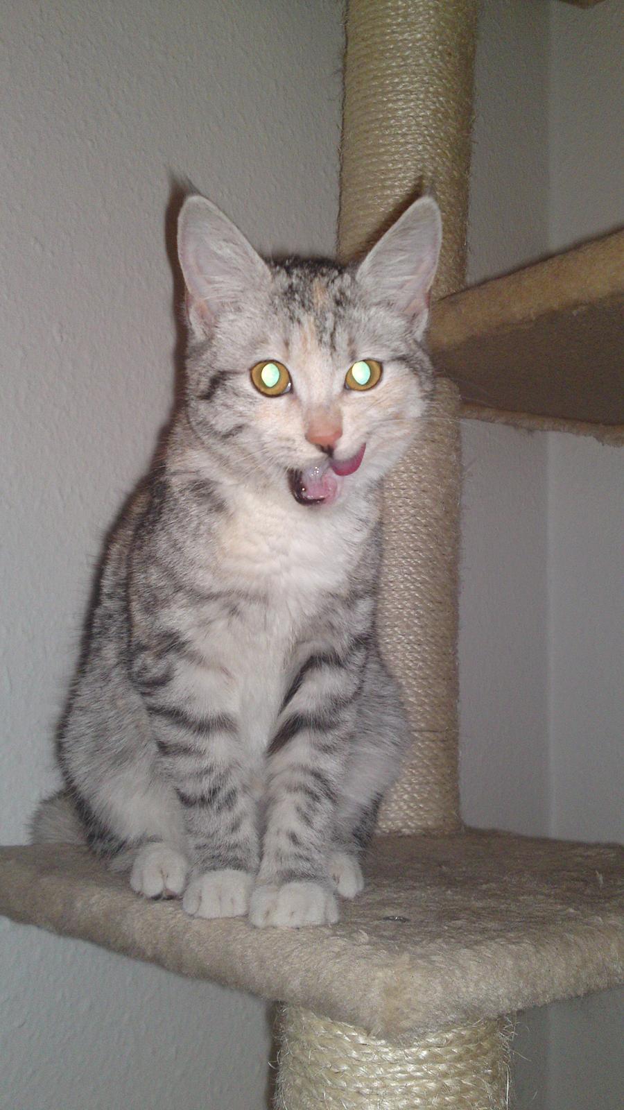 Huskat Silver billede 3