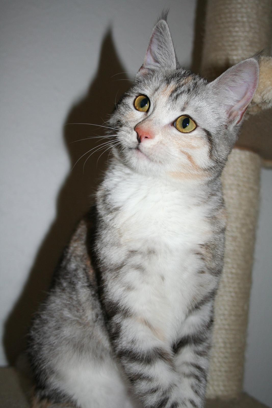 Huskat Silver billede 4