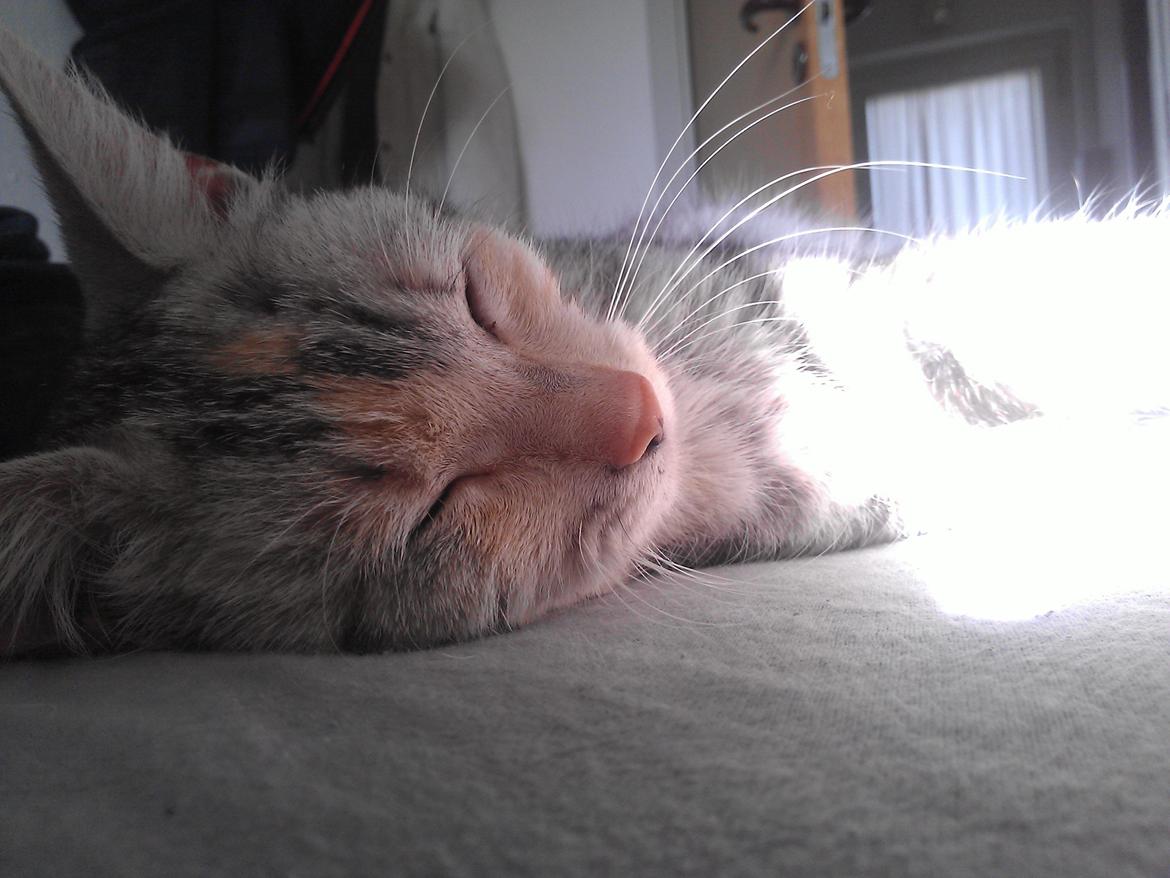 Huskat Silver billede 5