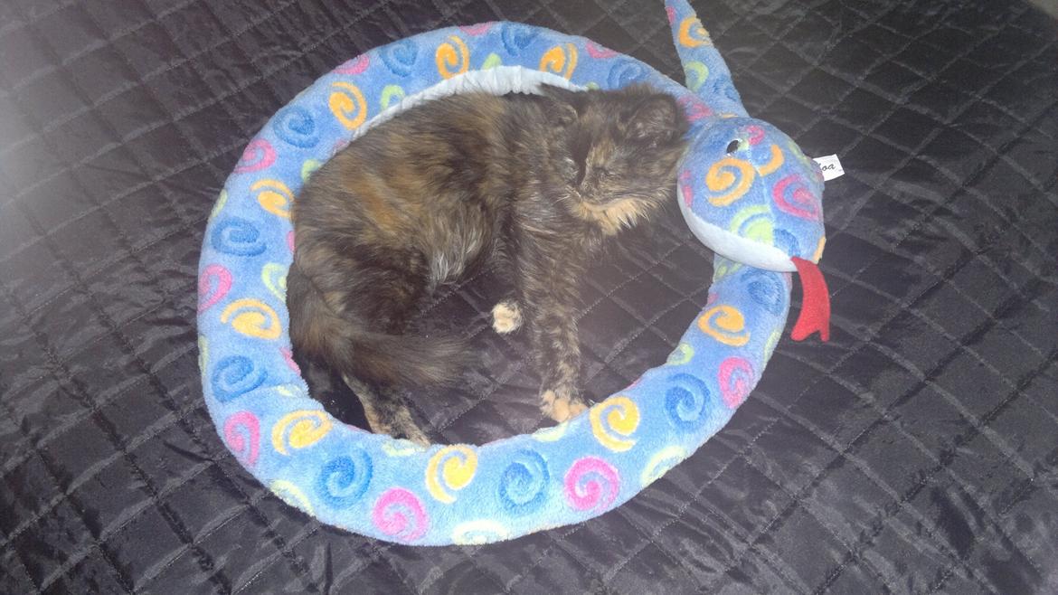 Blanding af racer Sofie (Fie) billede 8