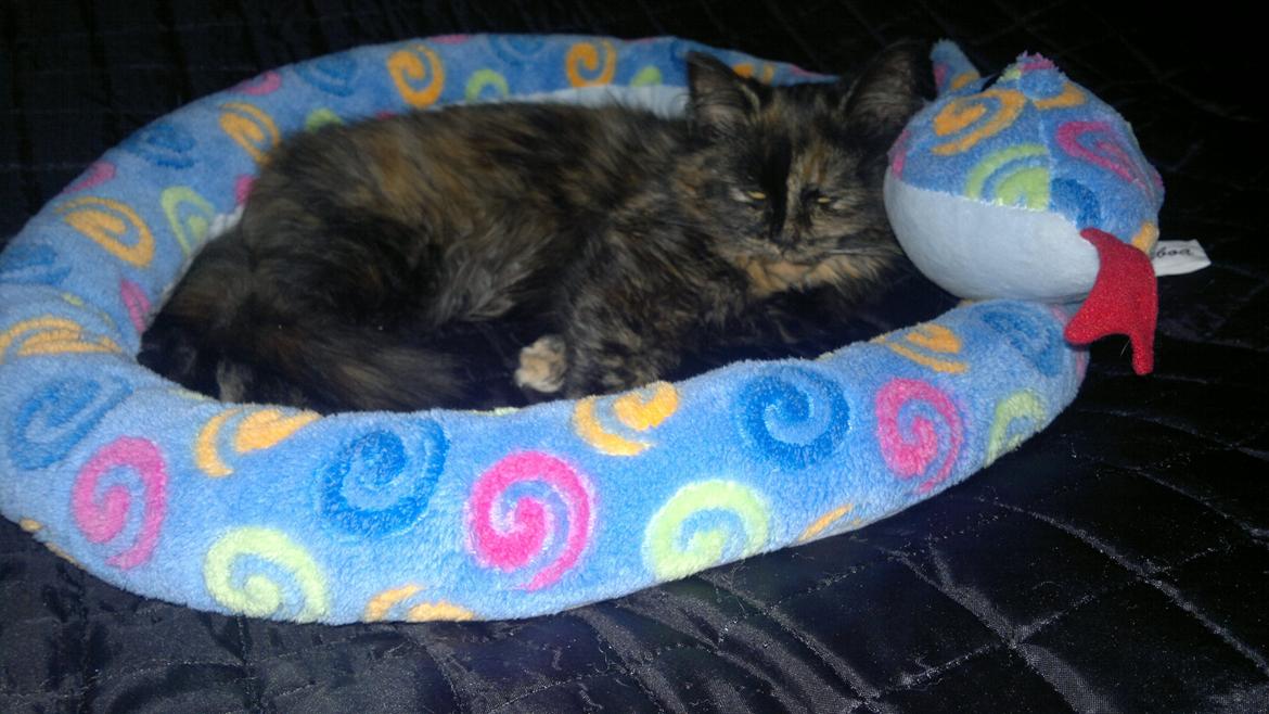 Blanding af racer Sofie (Fie) billede 9