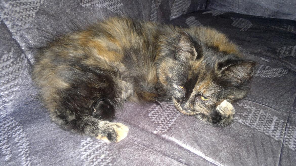 Blanding af racer Sofie (Fie) billede 10