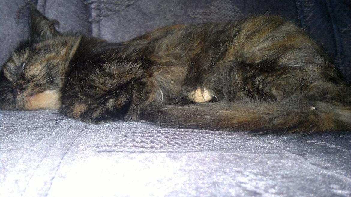 Blanding af racer Sofie (Fie) billede 11