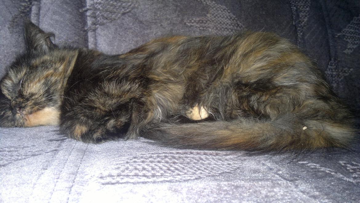 Blanding af racer Sofie (Fie) billede 12