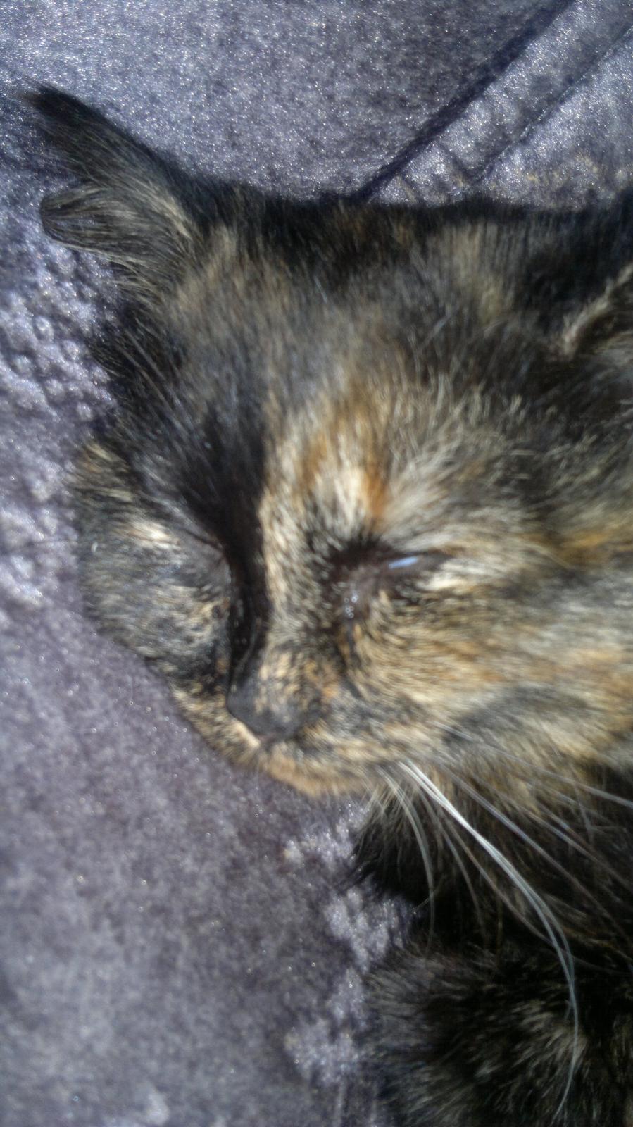 Blanding af racer Sofie (Fie) billede 13