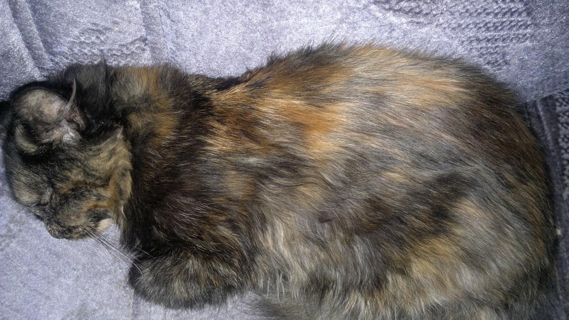 Blanding af racer Sofie (Fie) billede 14