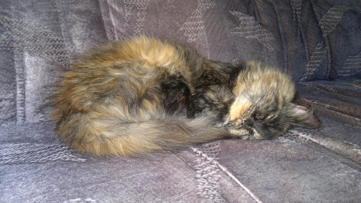 Blanding af racer Sofie (Fie) billede 15