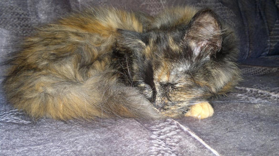 Blanding af racer Sofie (Fie) billede 16