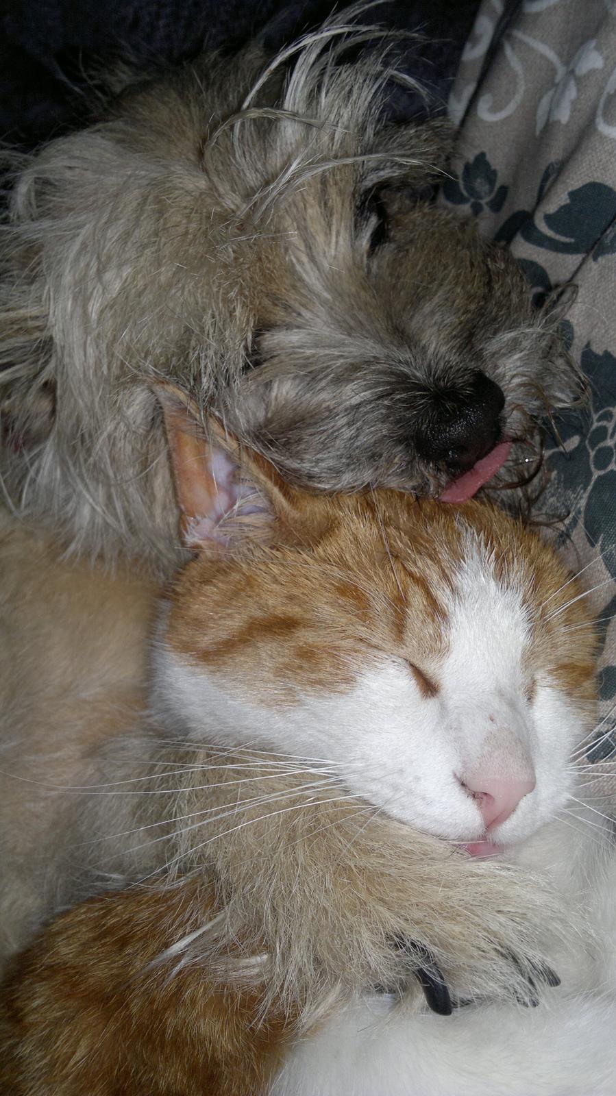 Huskat Bobo billede 1