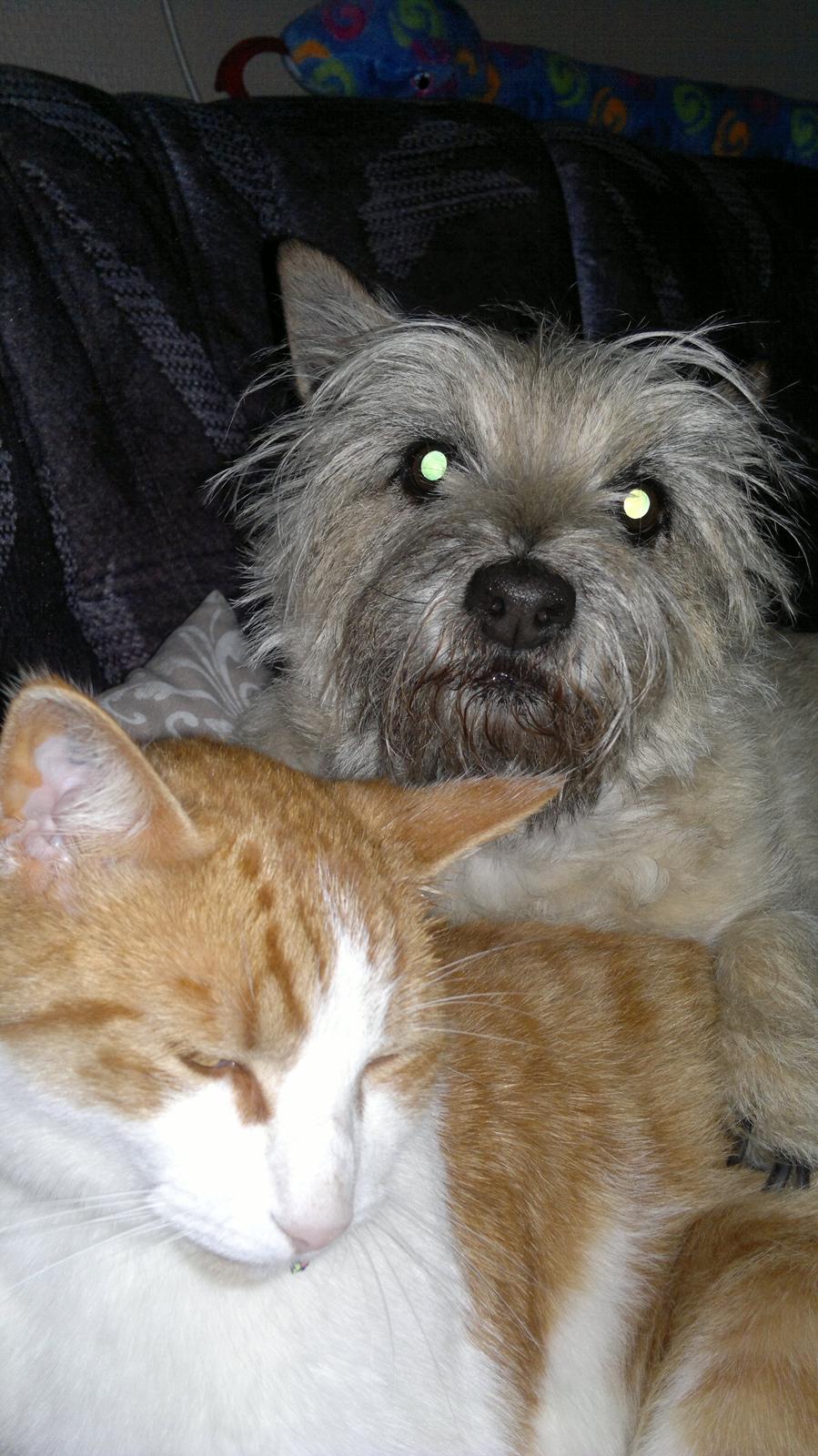 Huskat Bobo billede 11