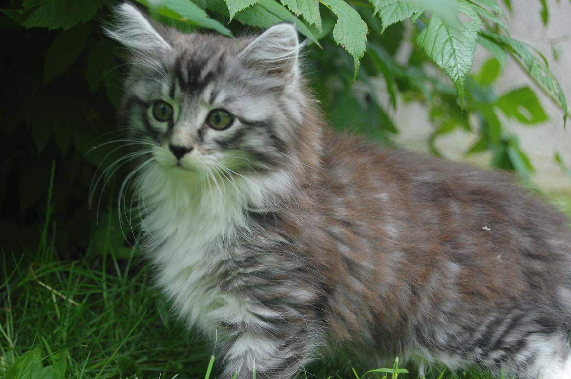 Blanding af racer Musling billede 3