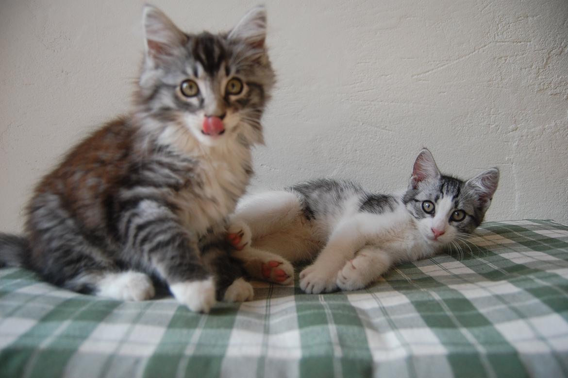 Blanding af racer Musling billede 4