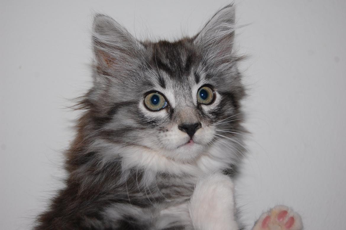 Blanding af racer Musling billede 5