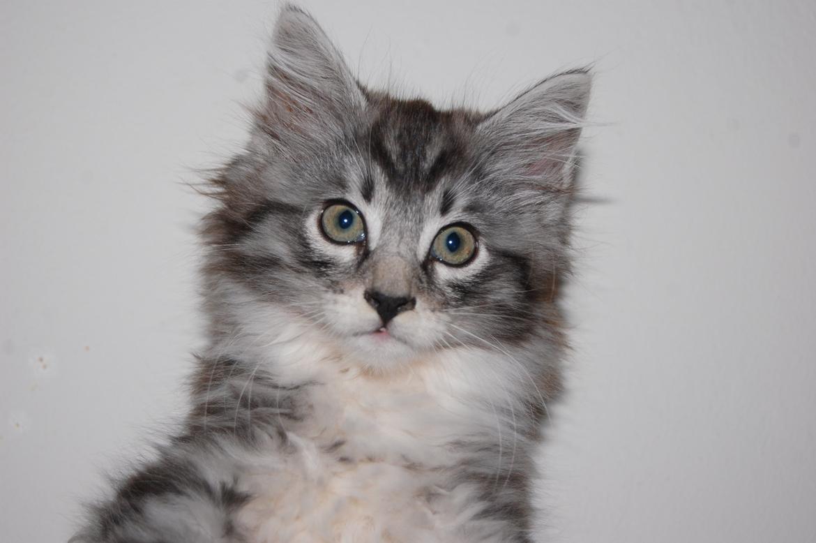 Blanding af racer Musling billede 6