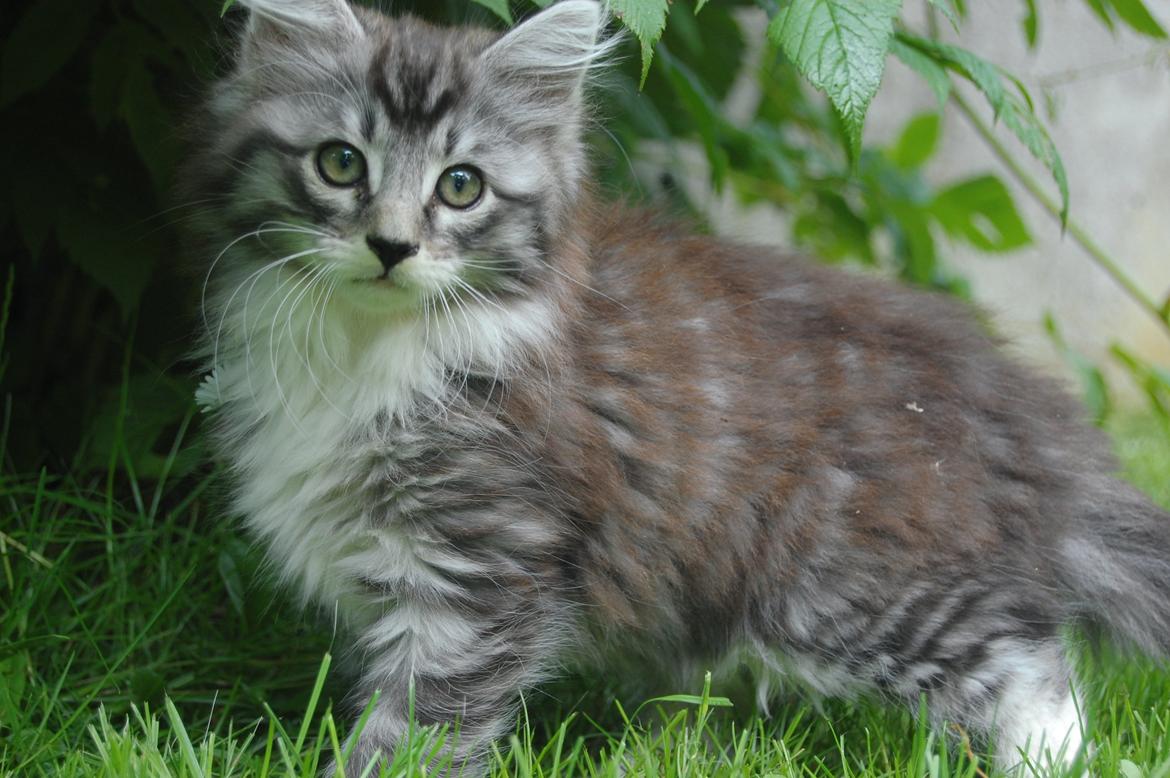 Blanding af racer Musling billede 1