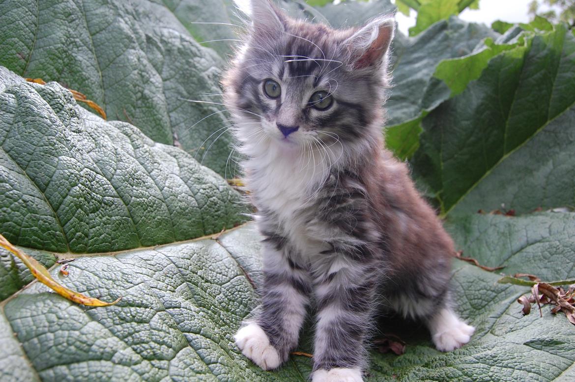 Blanding af racer Musling billede 7