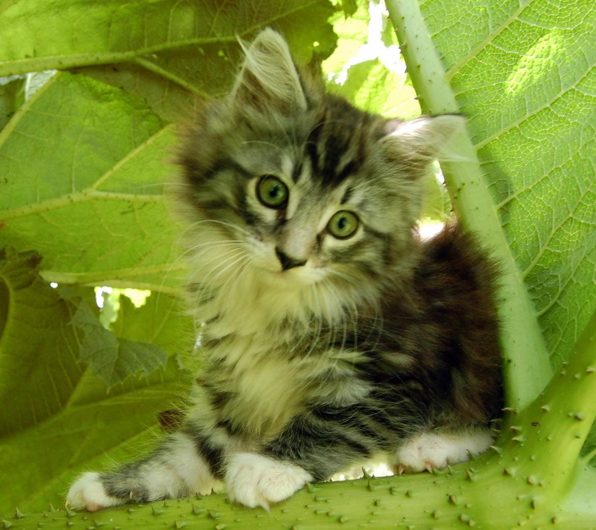 Blanding af racer Musling billede 8