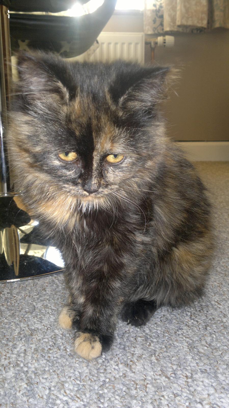 Blanding af racer Sofie (Fie) billede 17