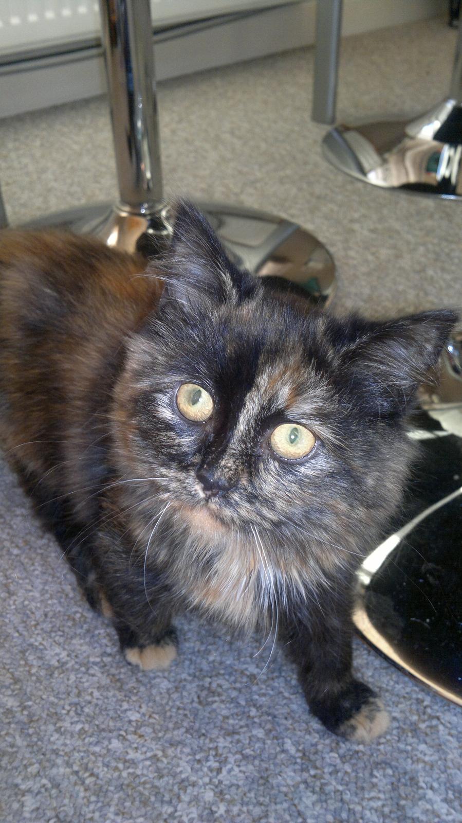 Blanding af racer Sofie (Fie) billede 18