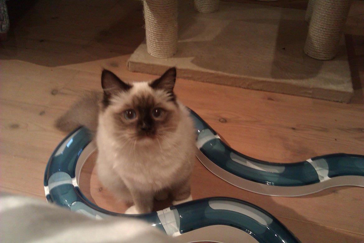 Ragdoll Vera billede 14