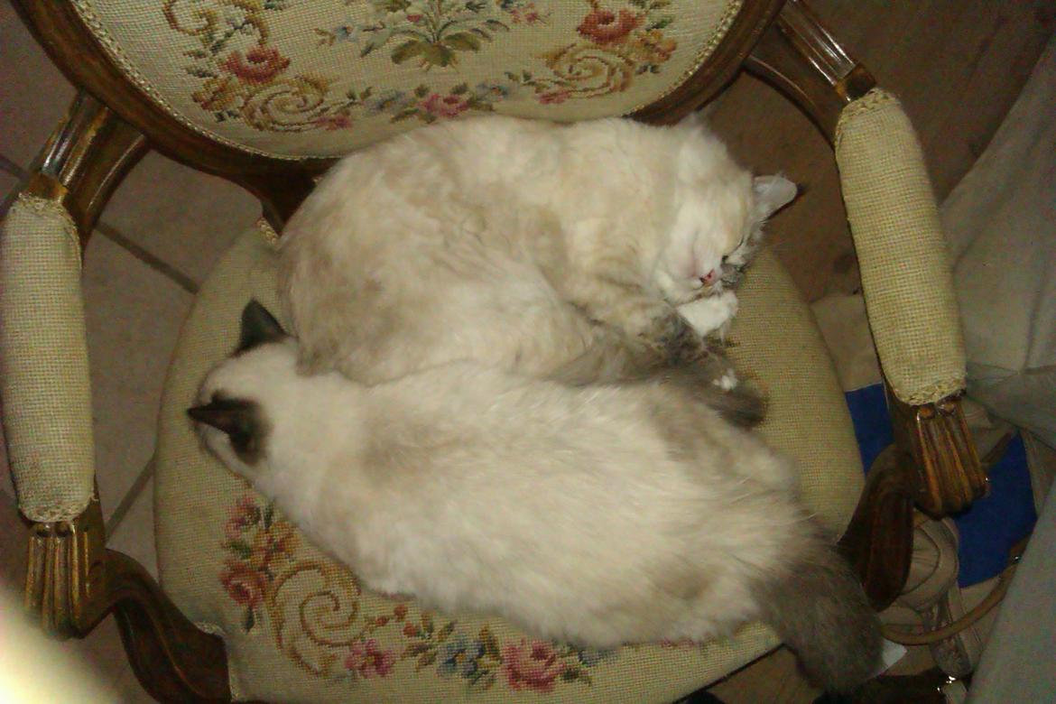 Ragdoll Vera - Vera og Alma billede 18