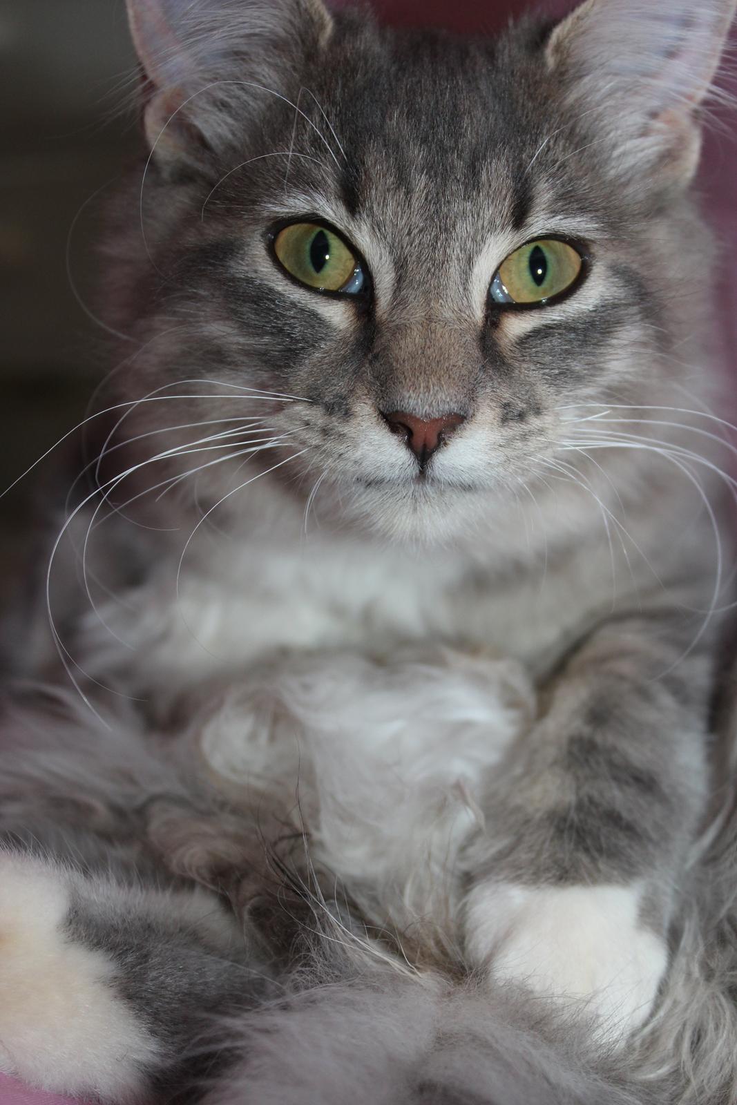 Blanding af racer Mira billede 1