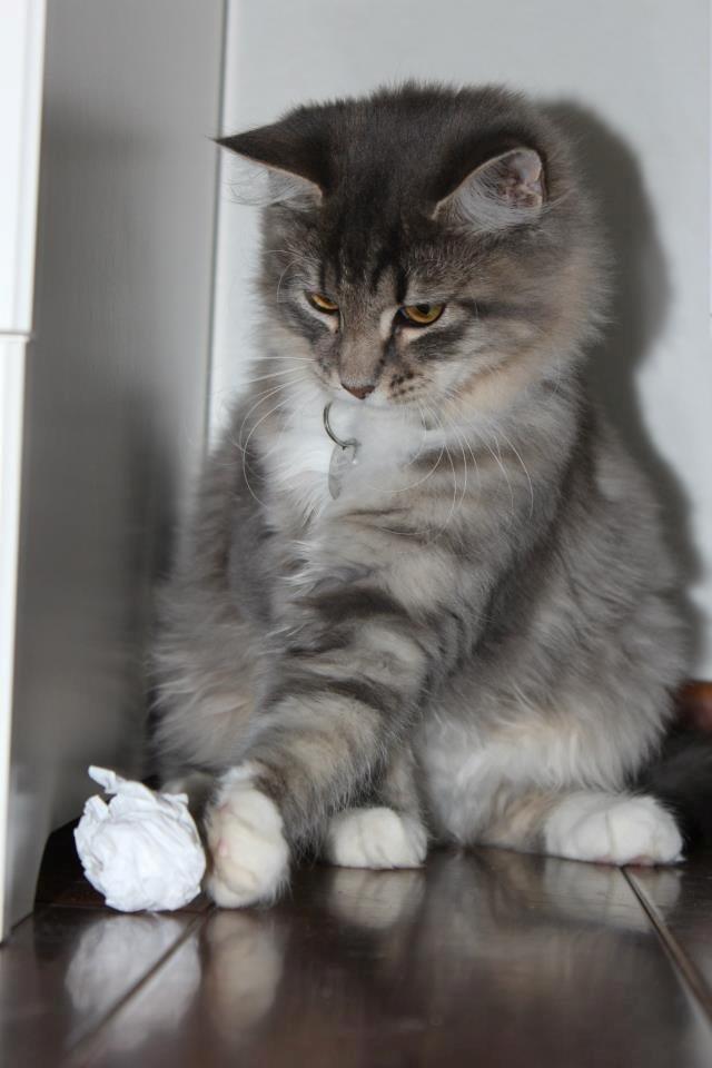 Blanding af racer Mira billede 3