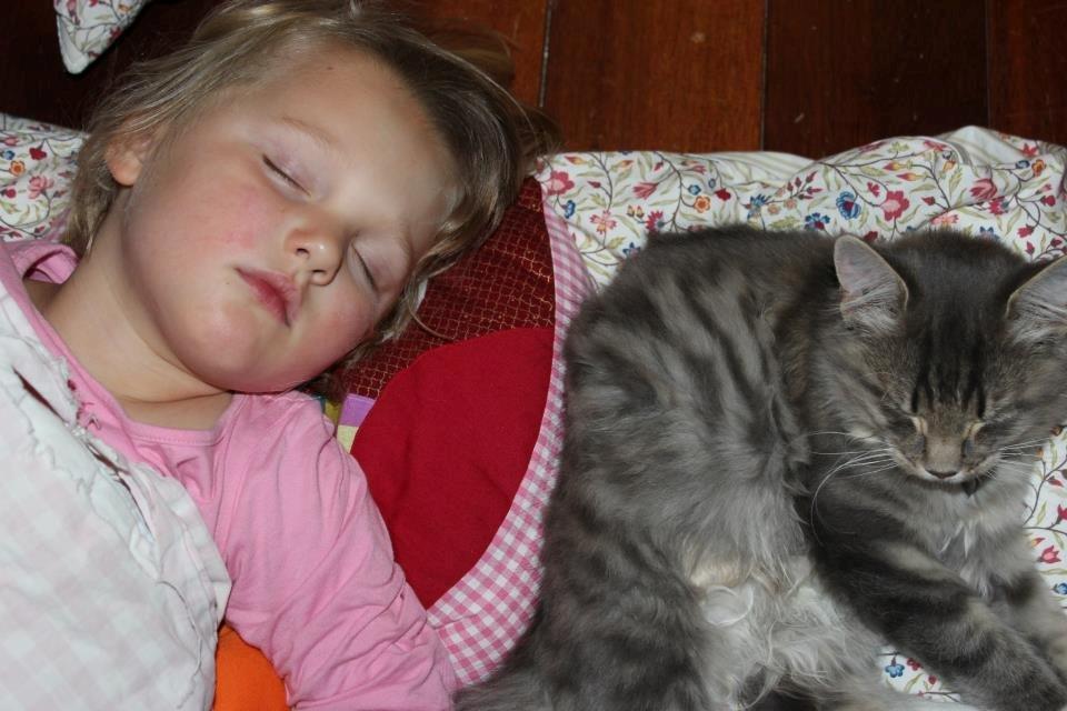 Blanding af racer Mira billede 4