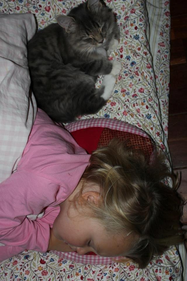 Blanding af racer Mira billede 5