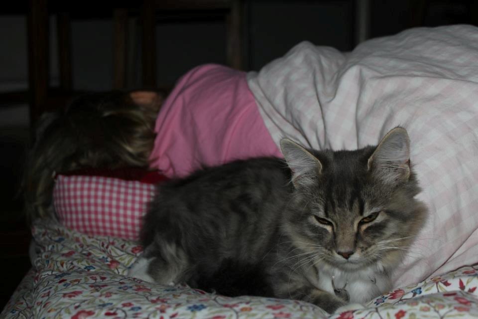 Blanding af racer Mira billede 6