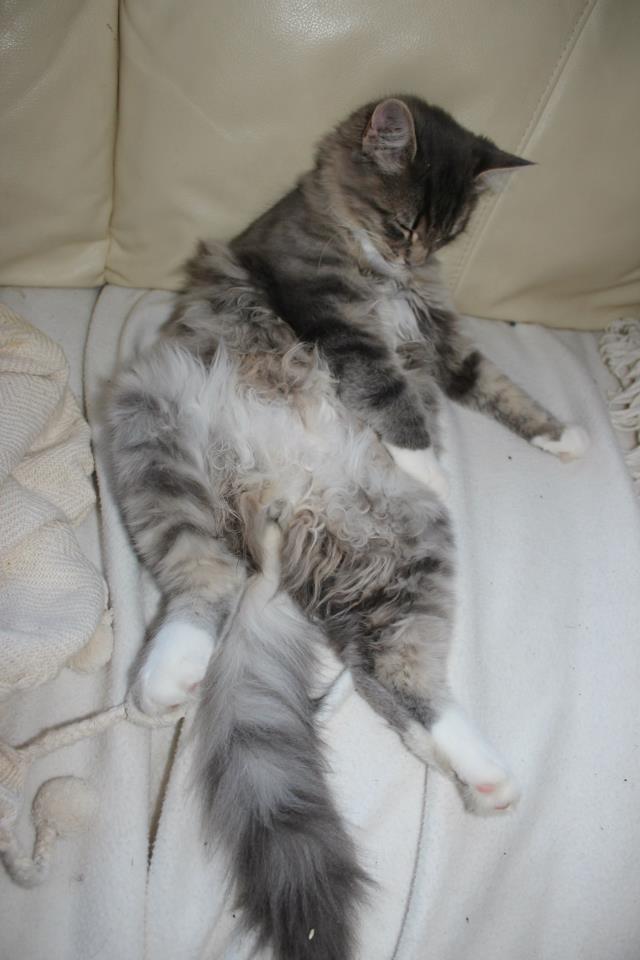 Blanding af racer Mira billede 8