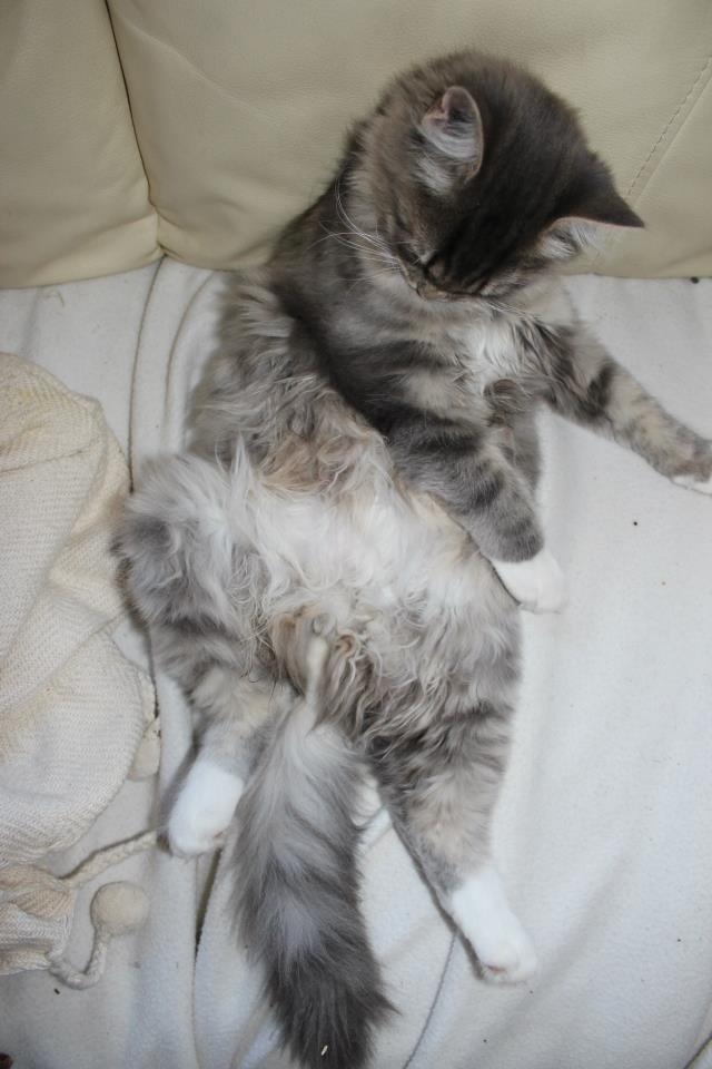 Blanding af racer Mira billede 9