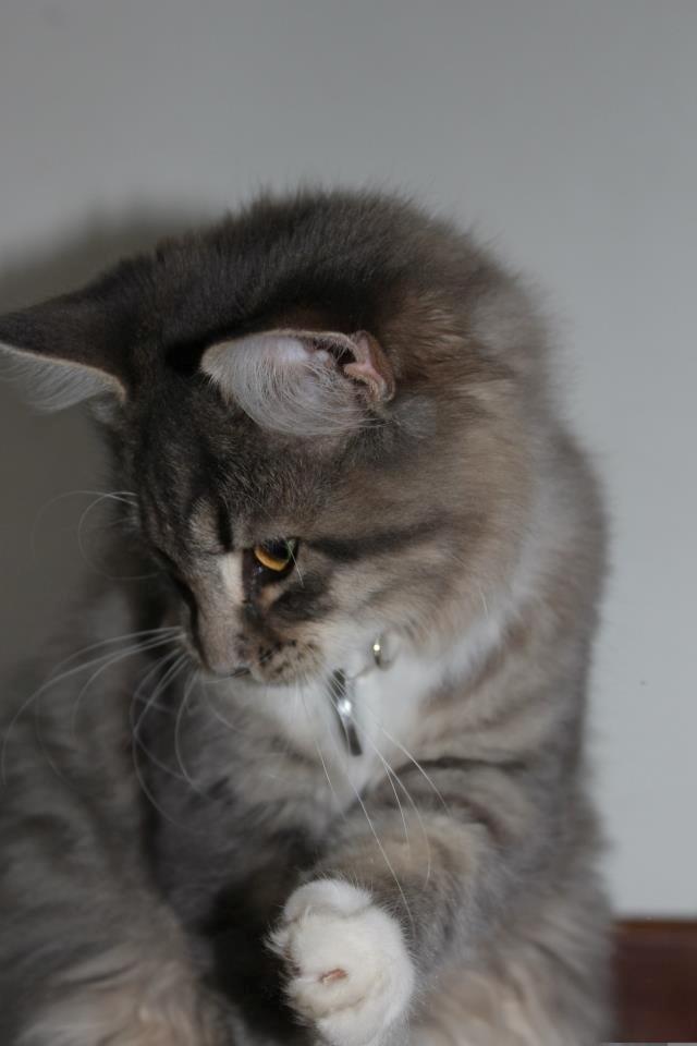 Blanding af racer Mira billede 10