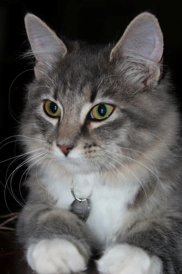 Blanding af racer Mira billede 11