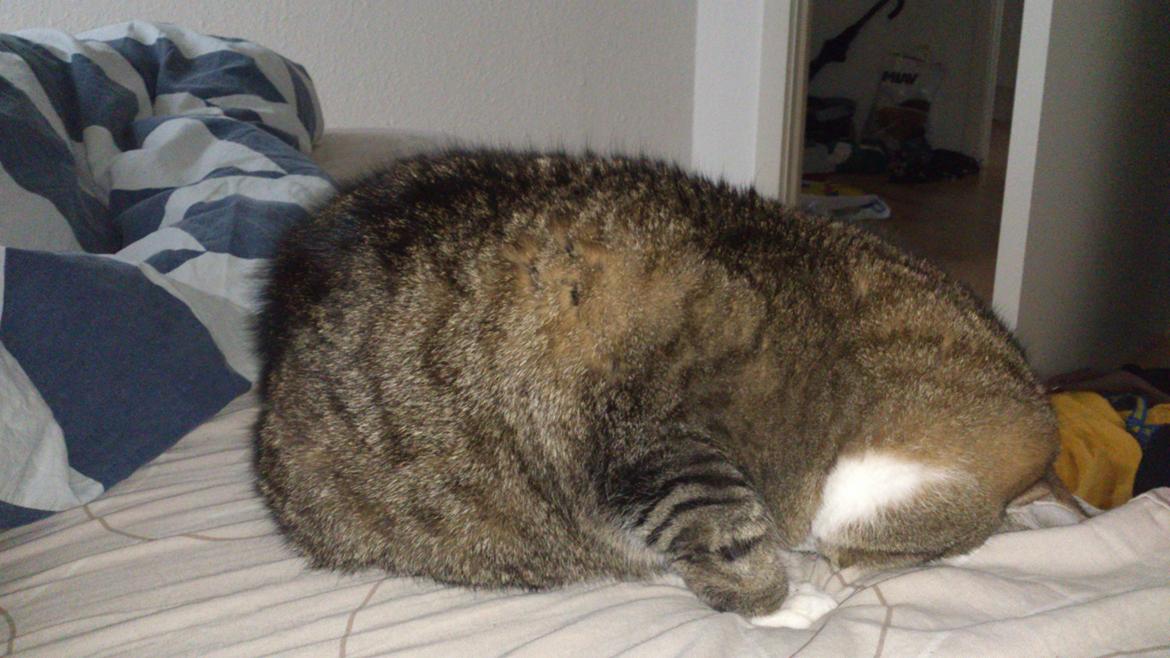 Blanding af racer Charlie billede 16