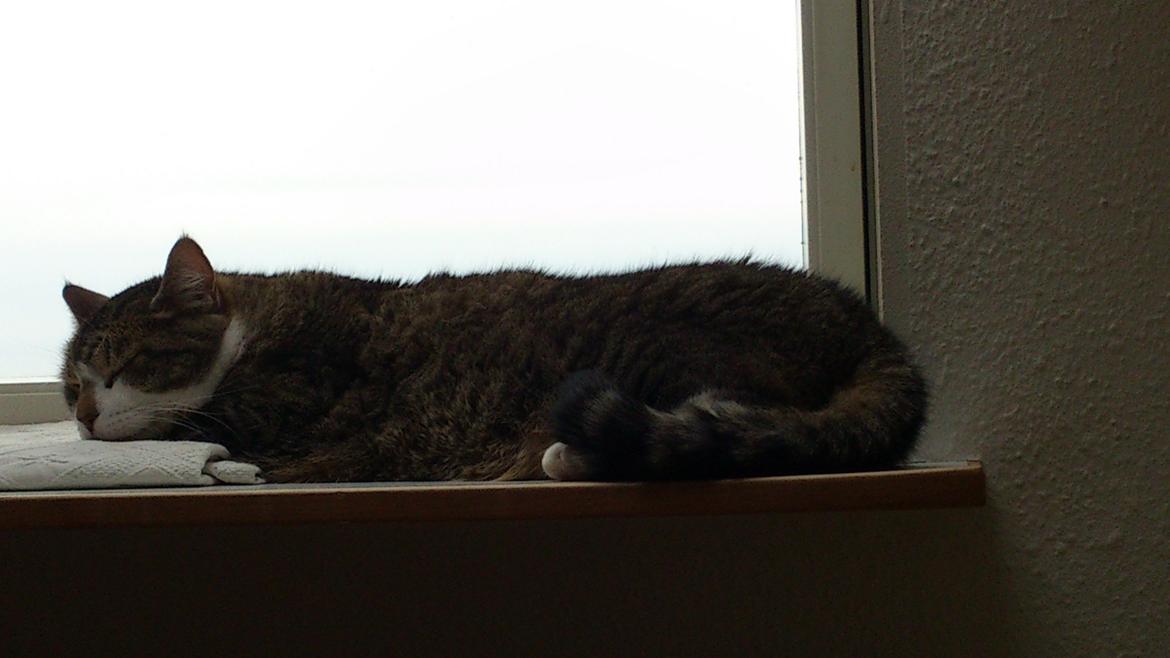 Blanding af racer Charlie billede 17