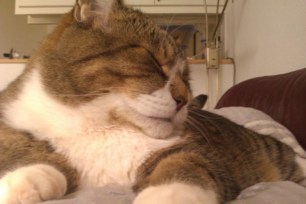 Blanding af racer Charlie billede 18