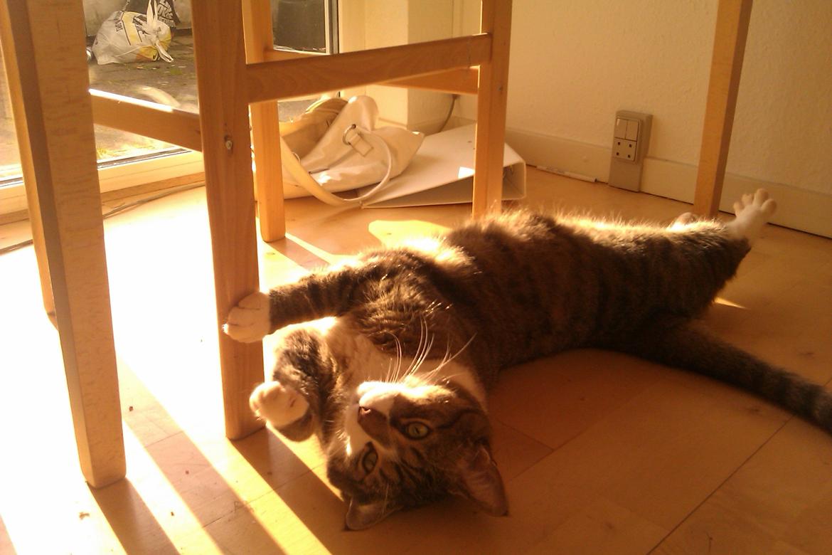 Blanding af racer Charlie billede 1