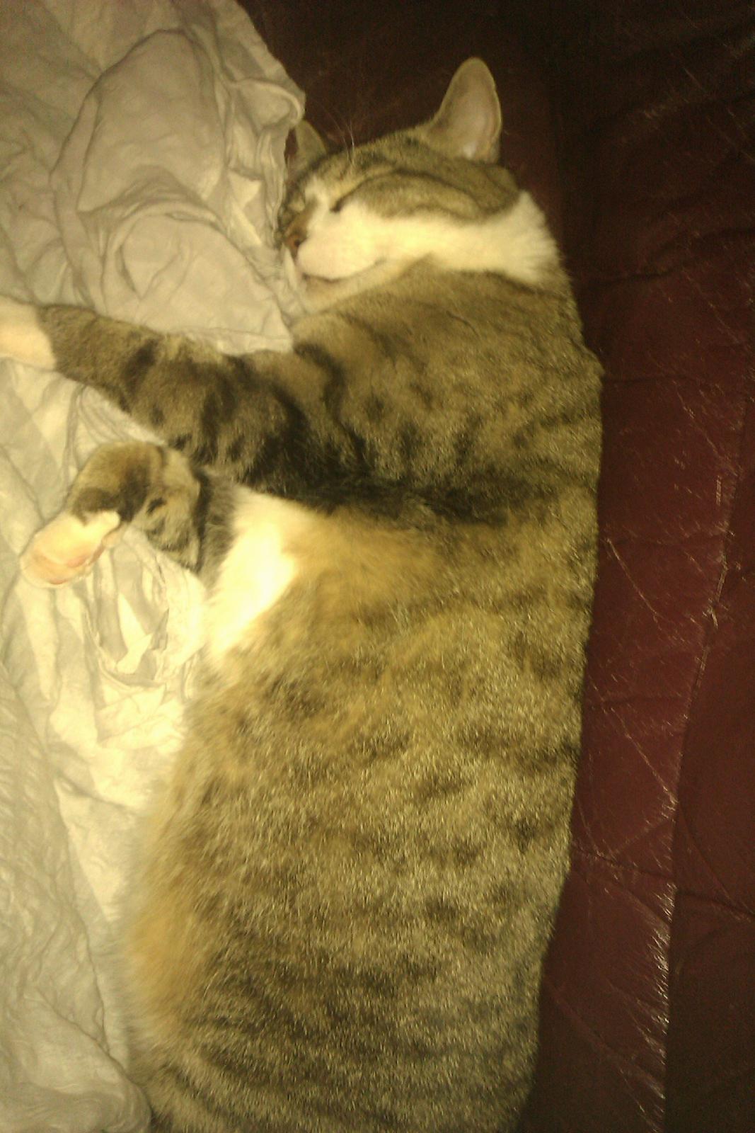 Blanding af racer Charlie billede 19