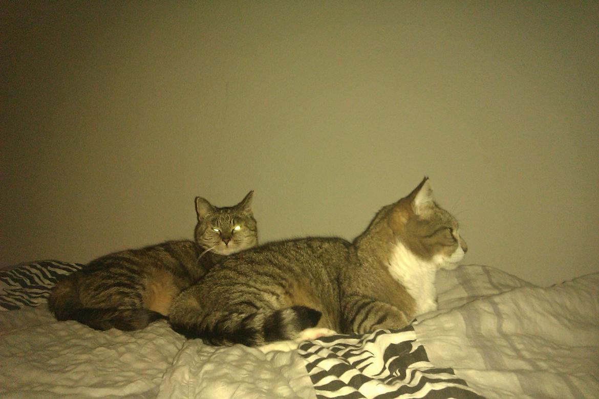 Blanding af racer Charlie billede 20