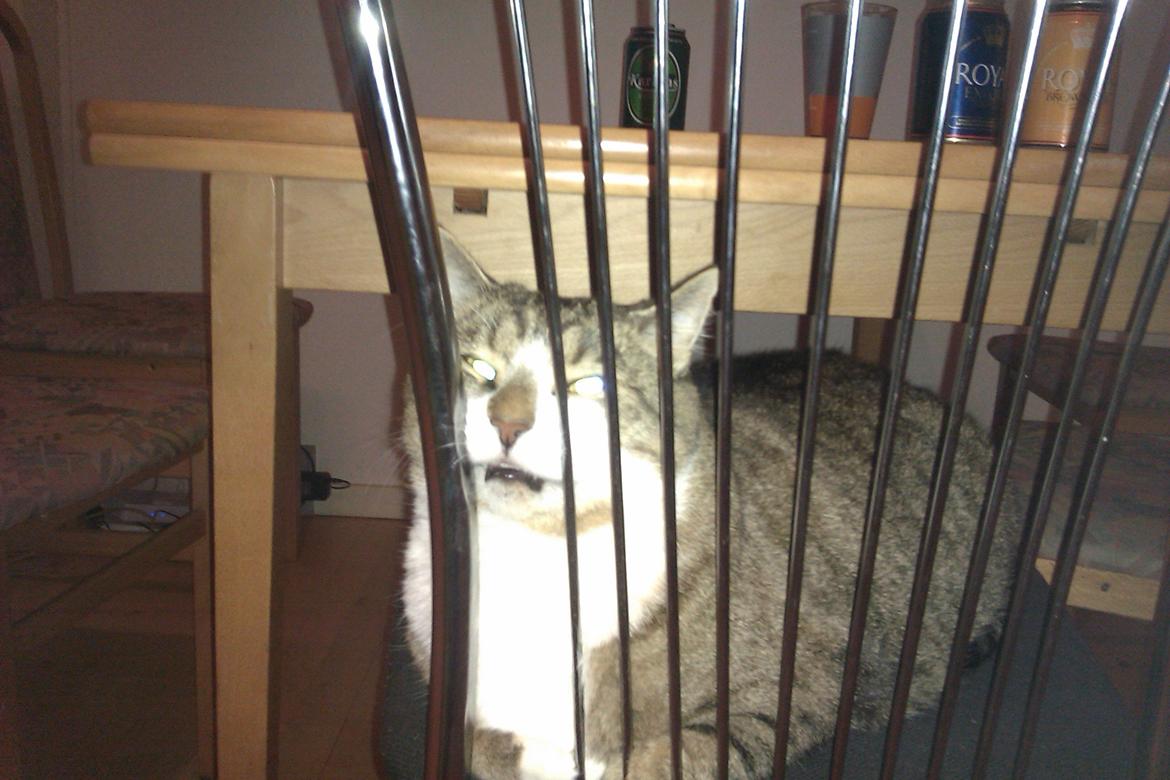 Blanding af racer Charlie - Mon jeg passer igennem her ? billede 2