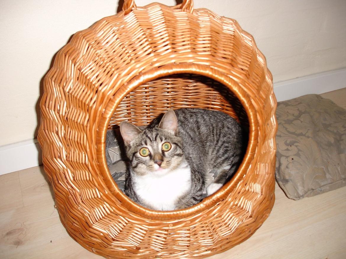 Huskat Spinner billede 3