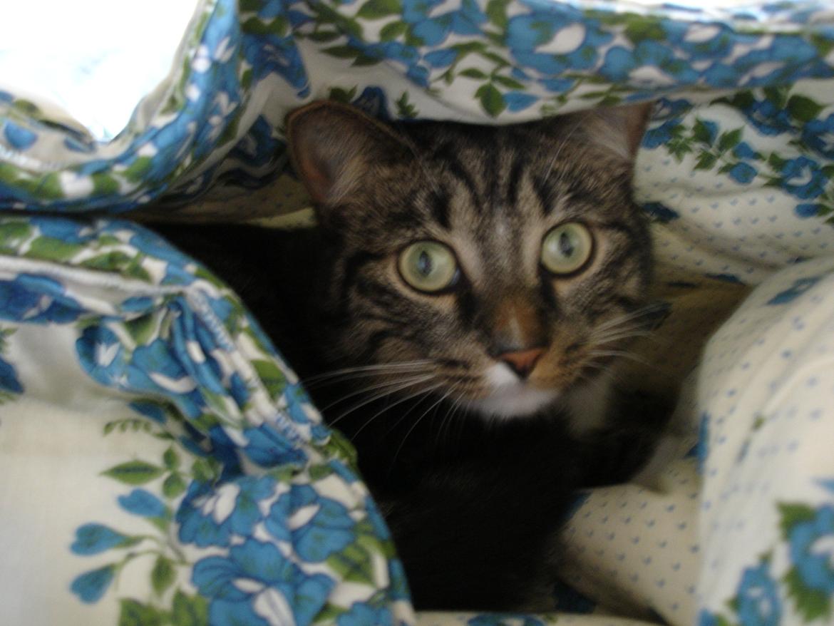 Huskat Spinner billede 5