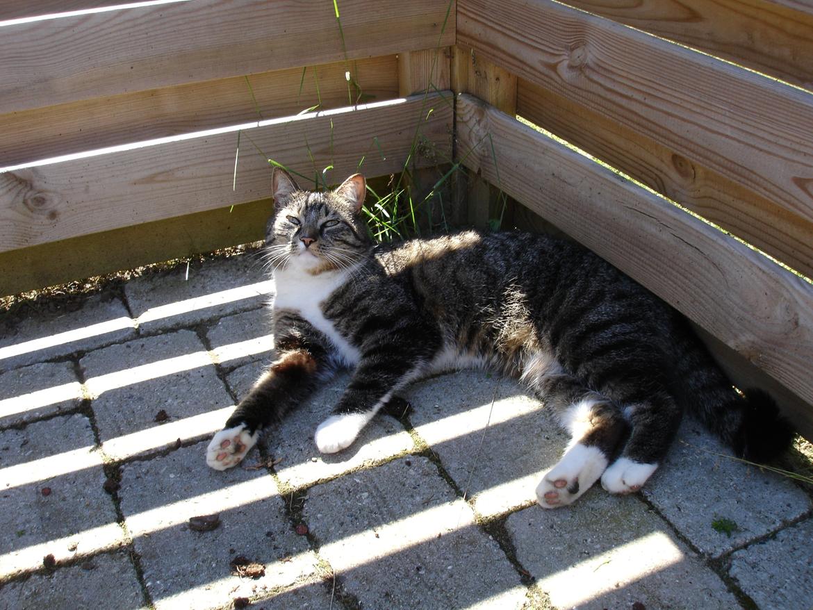 Huskat Spinner billede 6