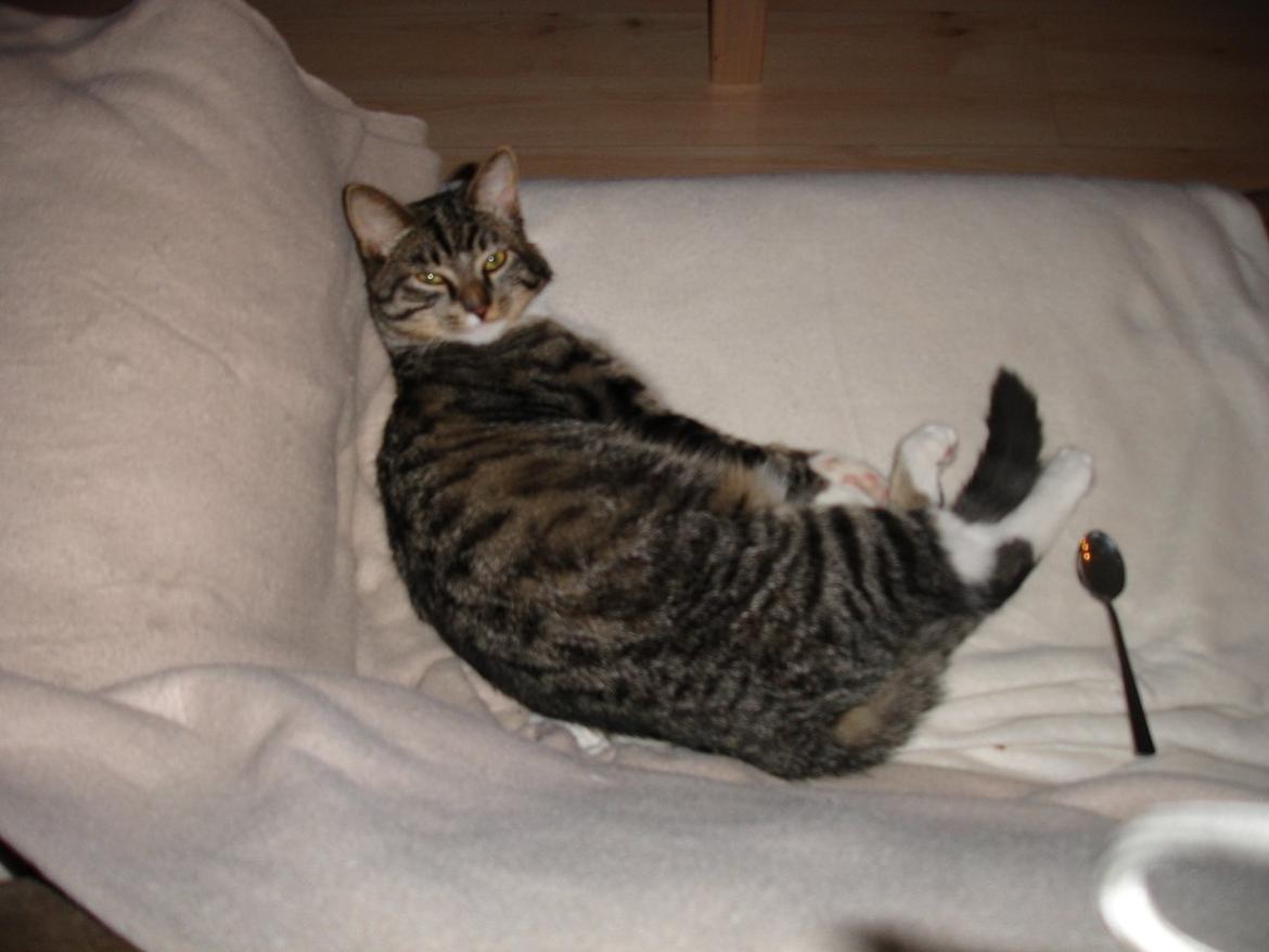 Huskat Spinner billede 8