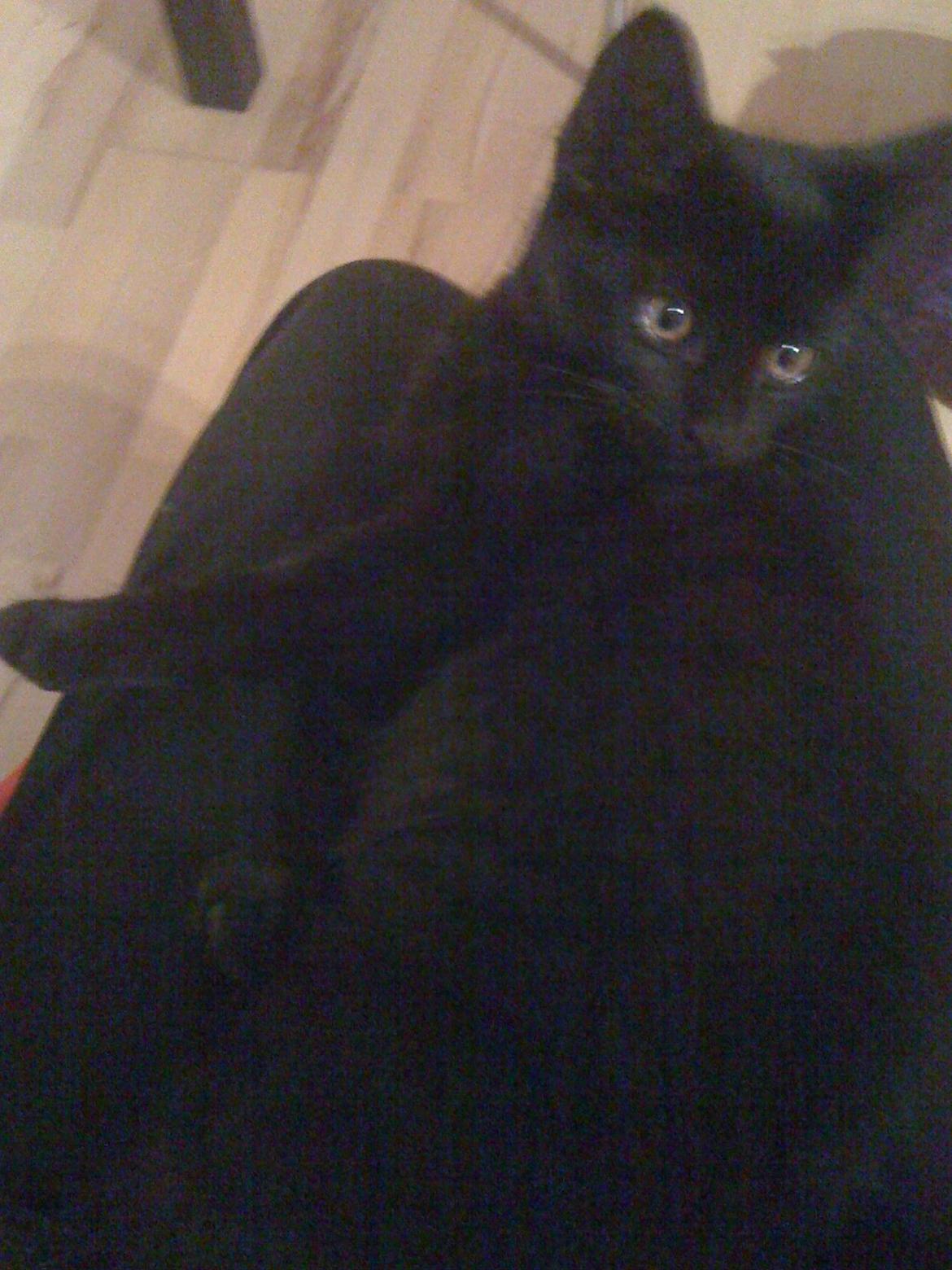 Huskat Tinkerbell billede 1