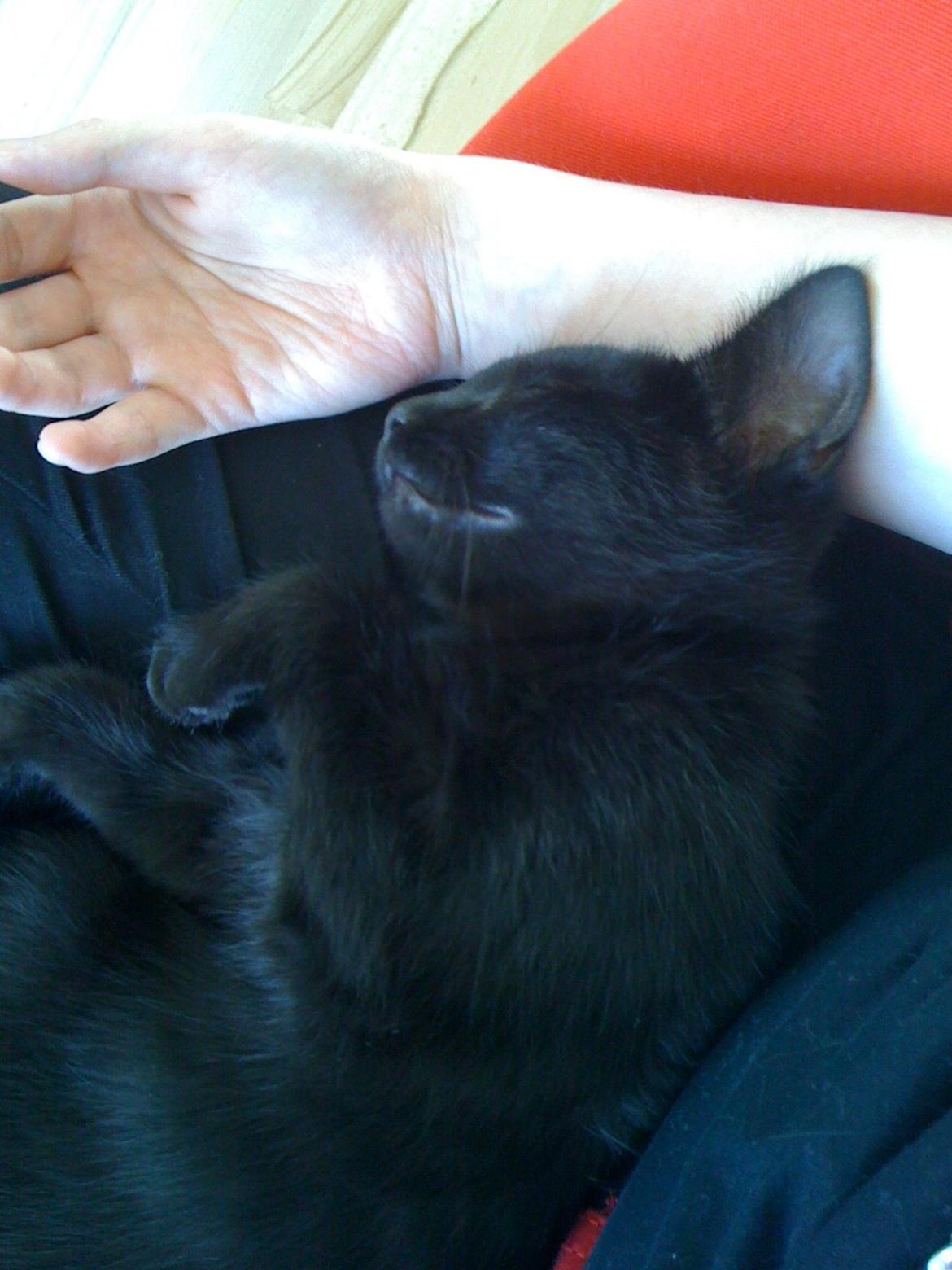 Huskat Tinkerbell billede 2