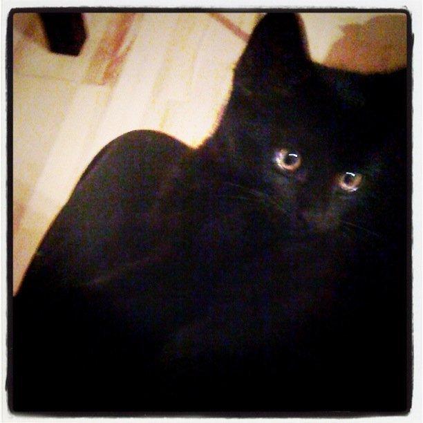 Huskat Tinkerbell billede 3